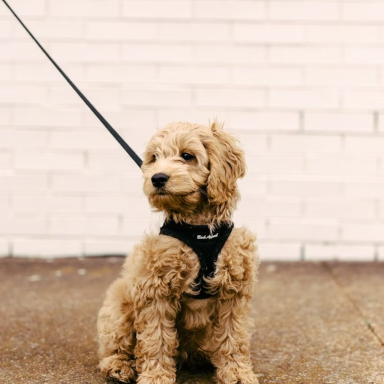 Cockapoo Puppy For Sale - Puppy Love PR